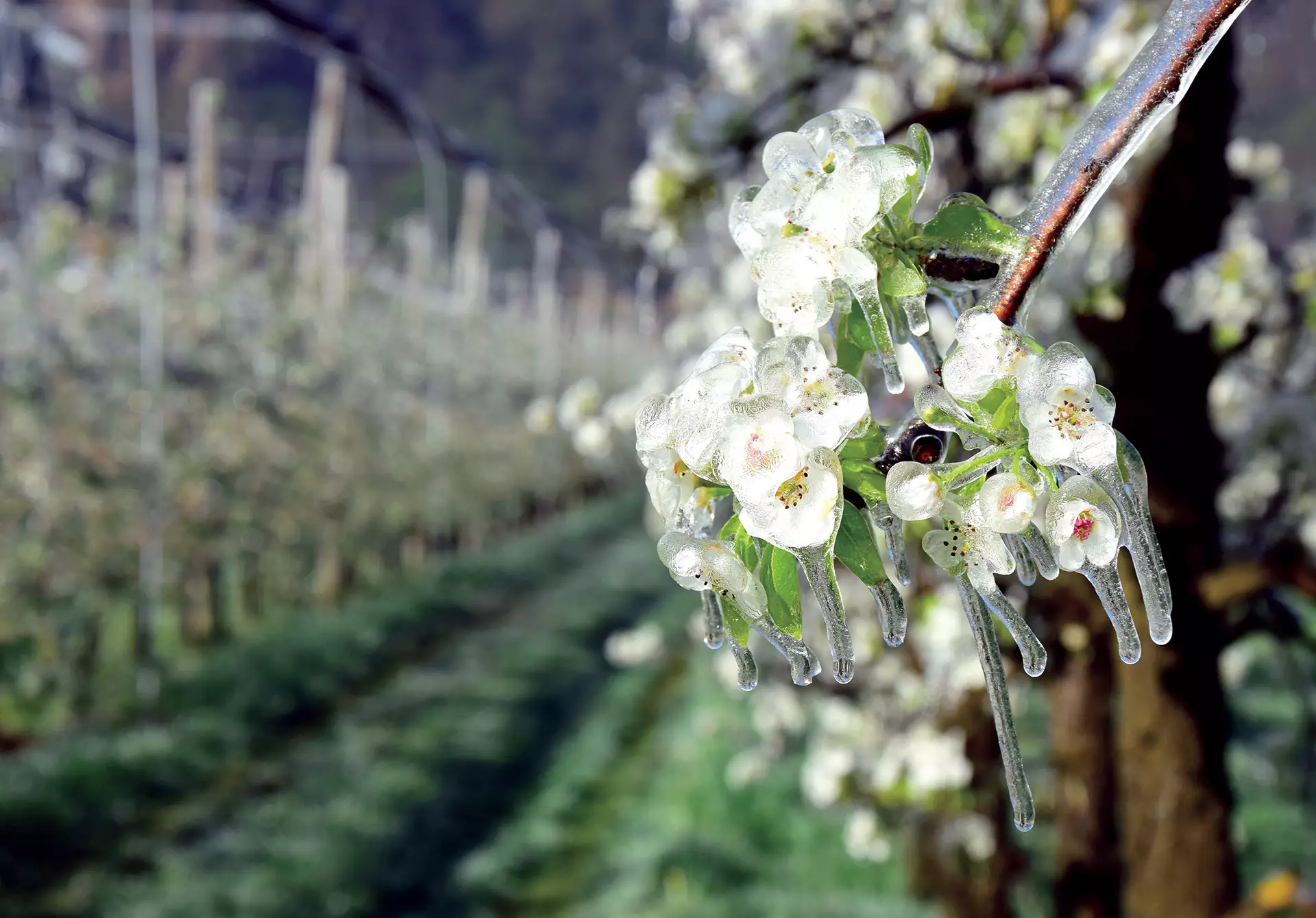 Agricultural Frost Protection