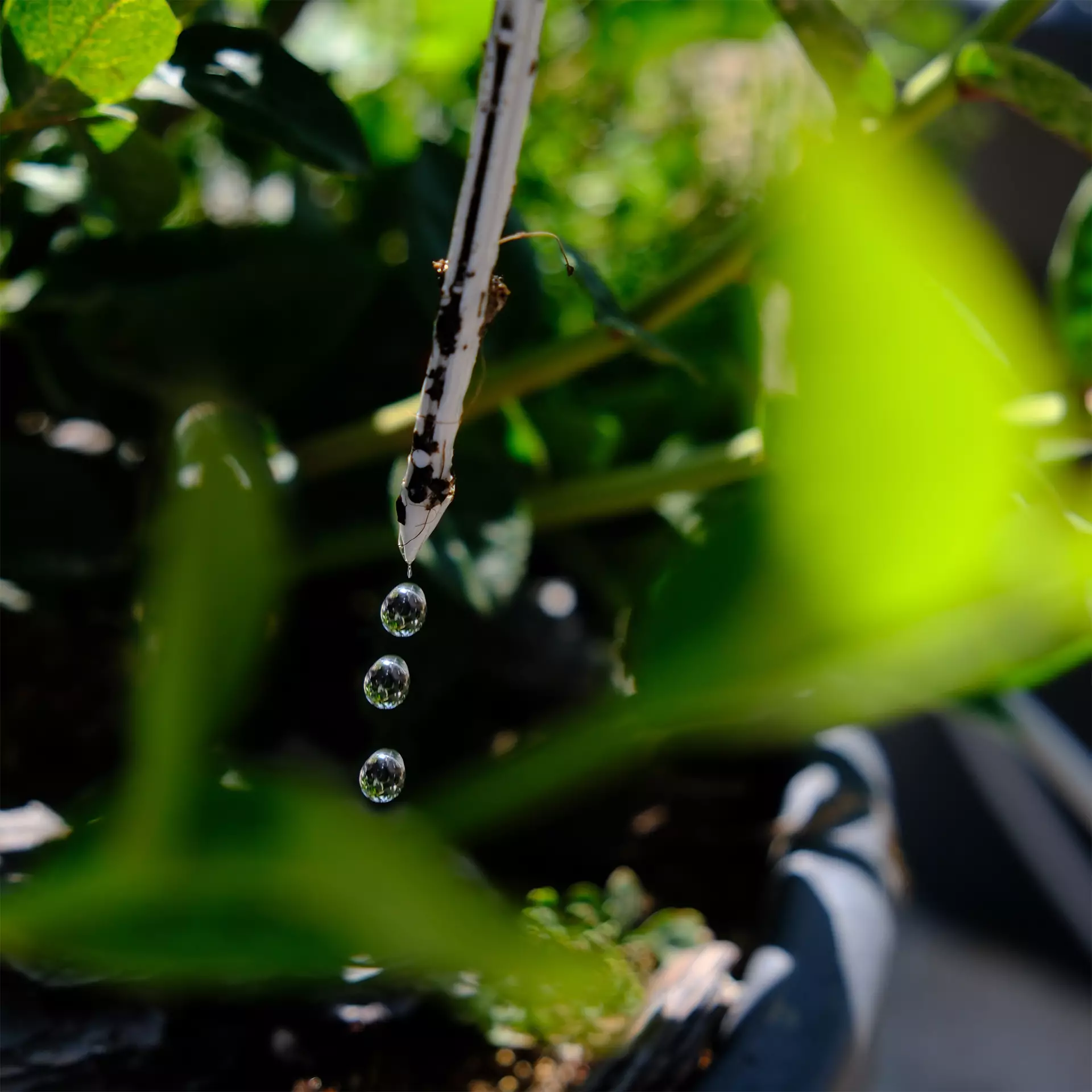 Drip Irrigation Systems