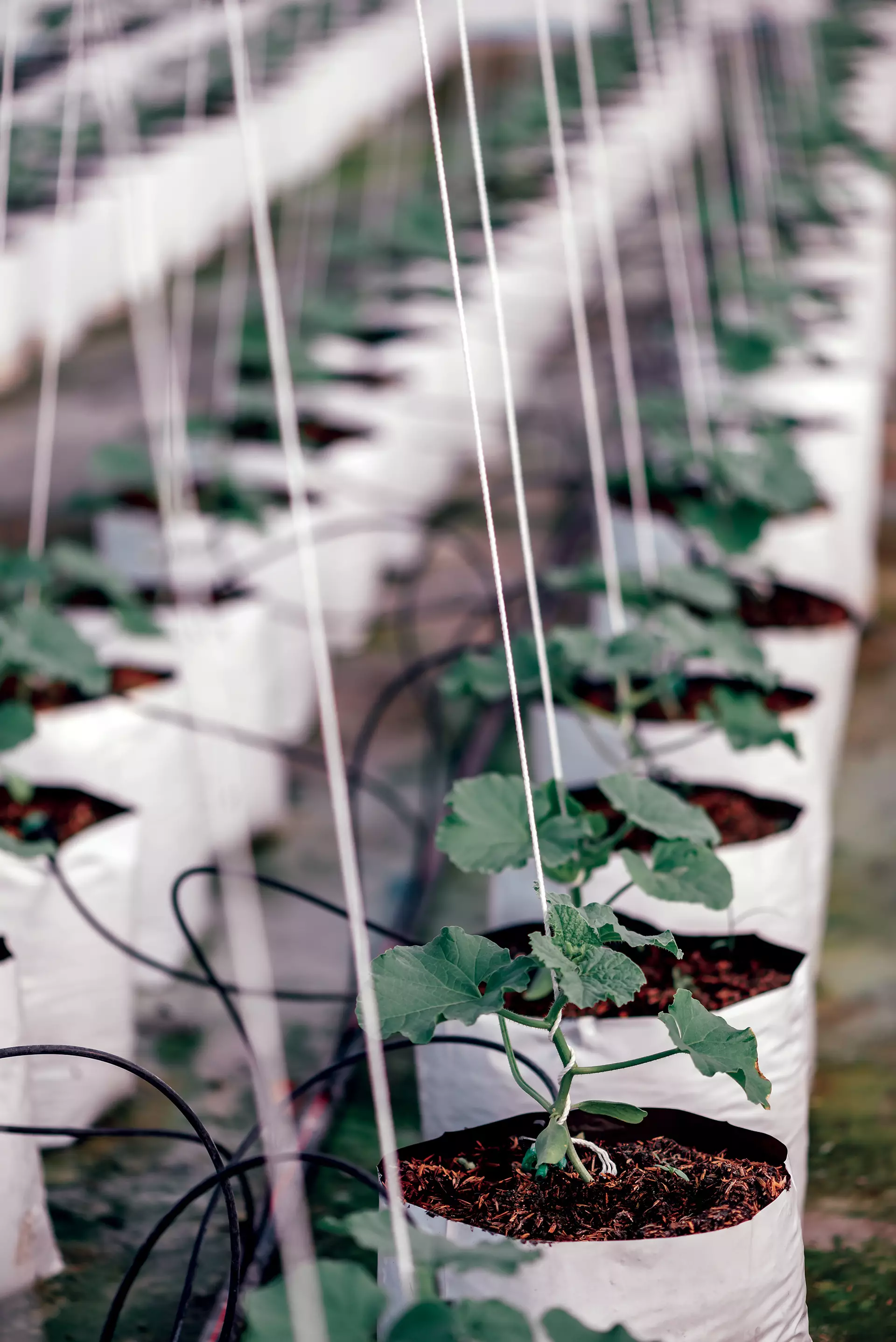 Hydroponic Irrigation