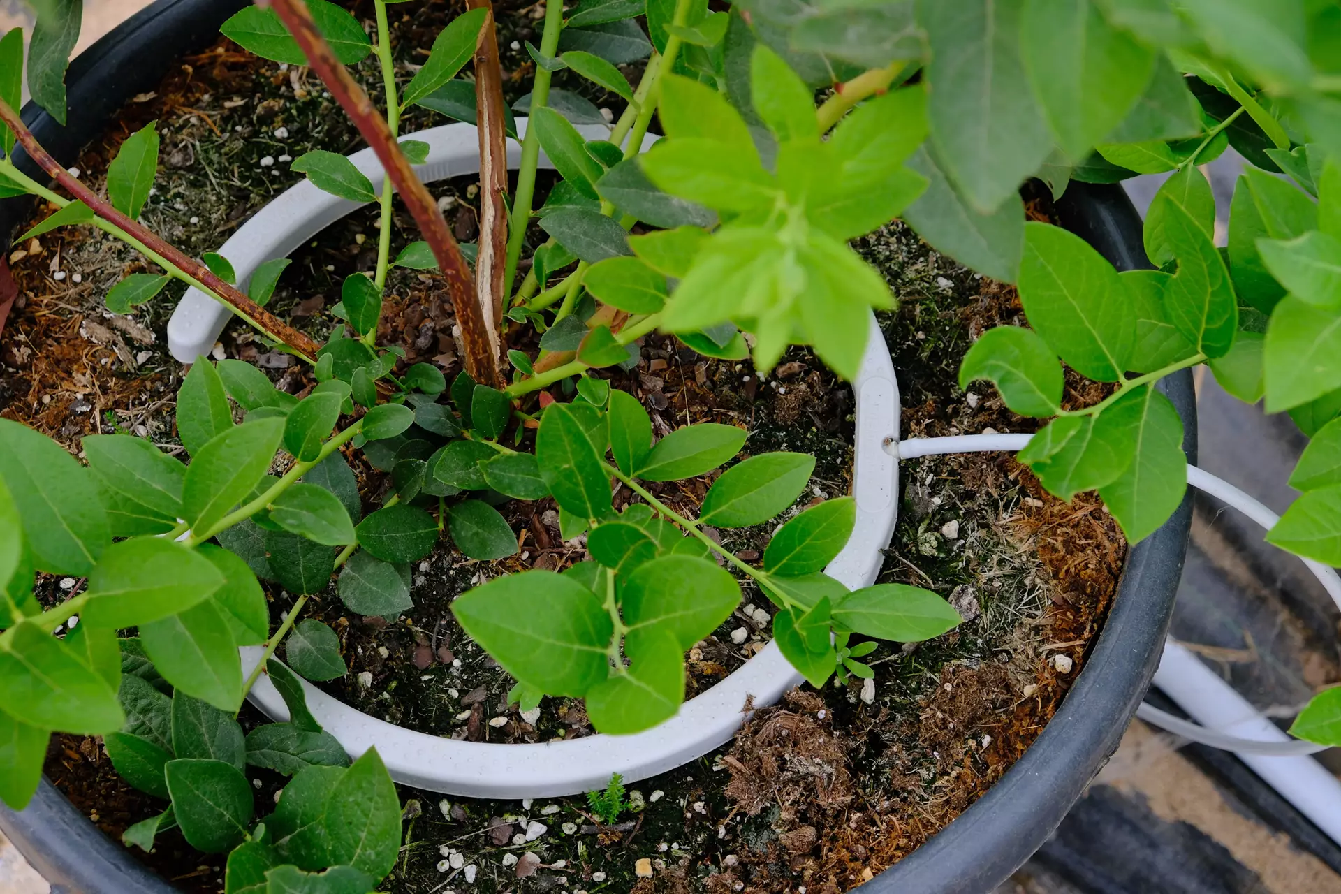 Hydroponic Irrigation