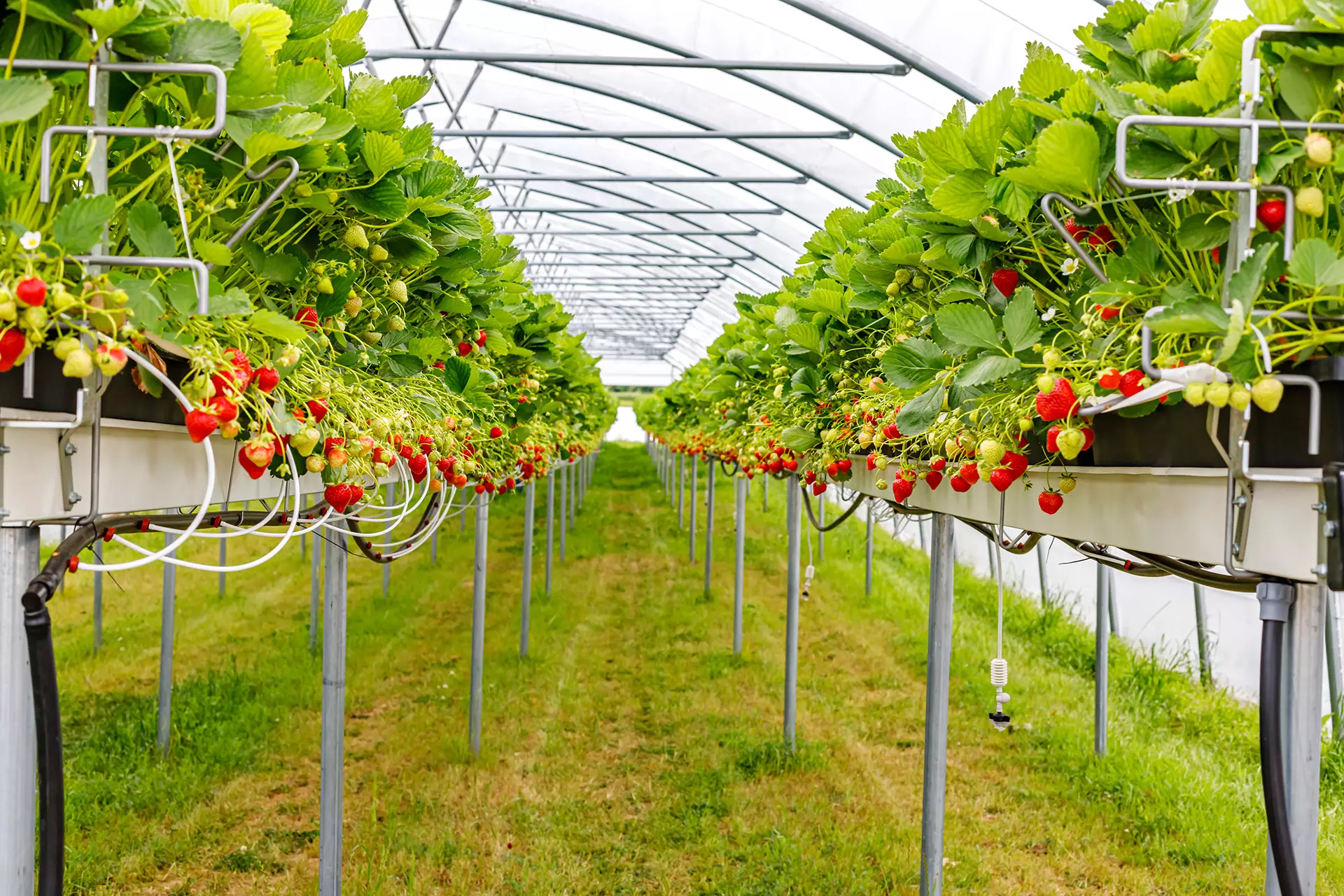 Hydroponic Irrigation