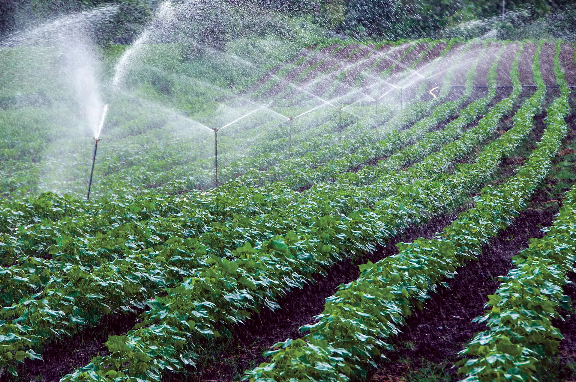 Sprinkler Irrigation