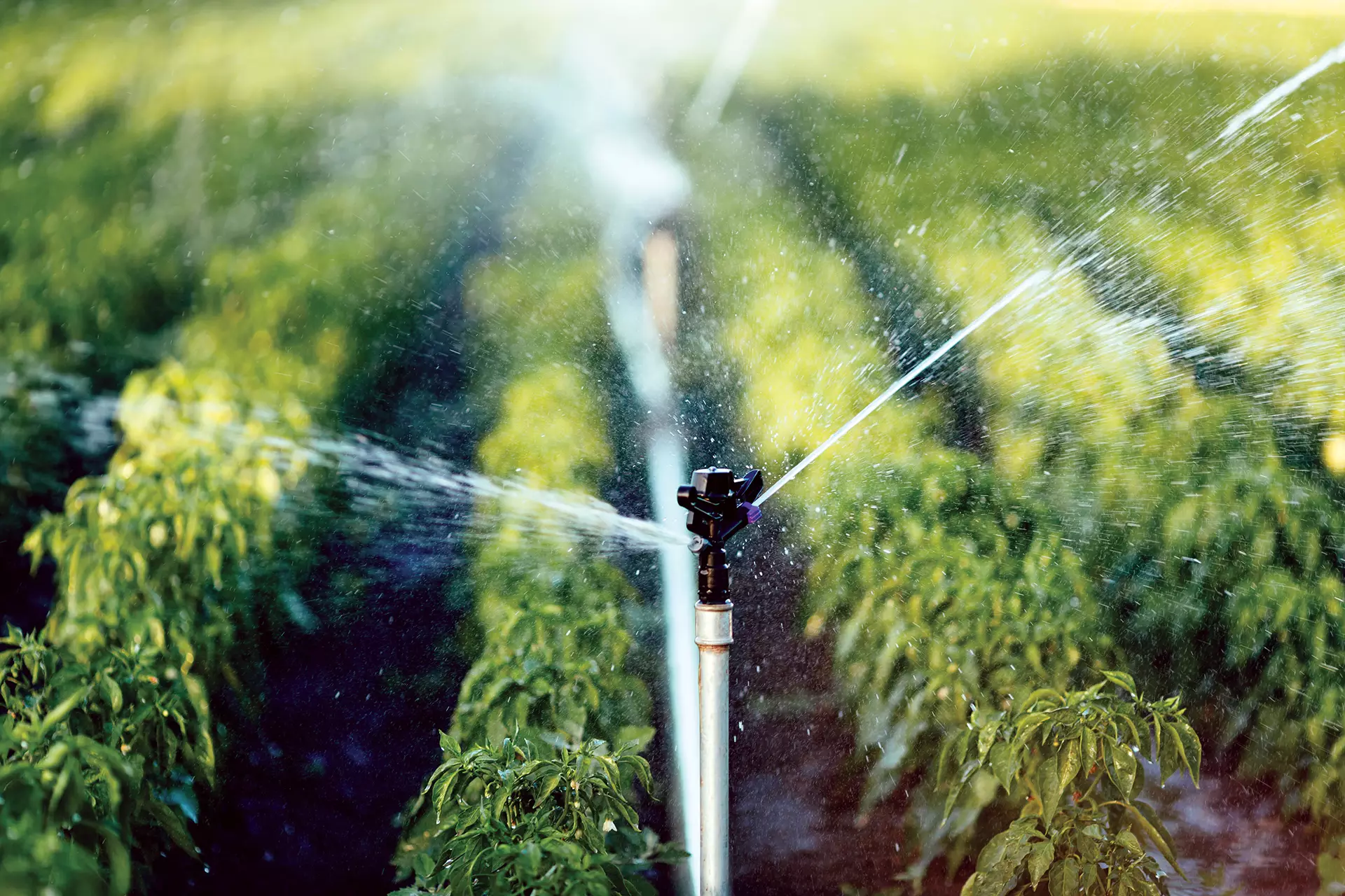 Sprinkler Irrigation