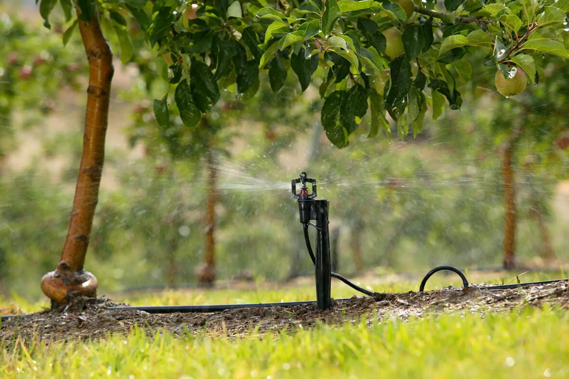 Under-Tree Micro Sprinkler